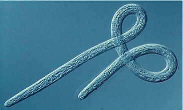 Filarial Nematode